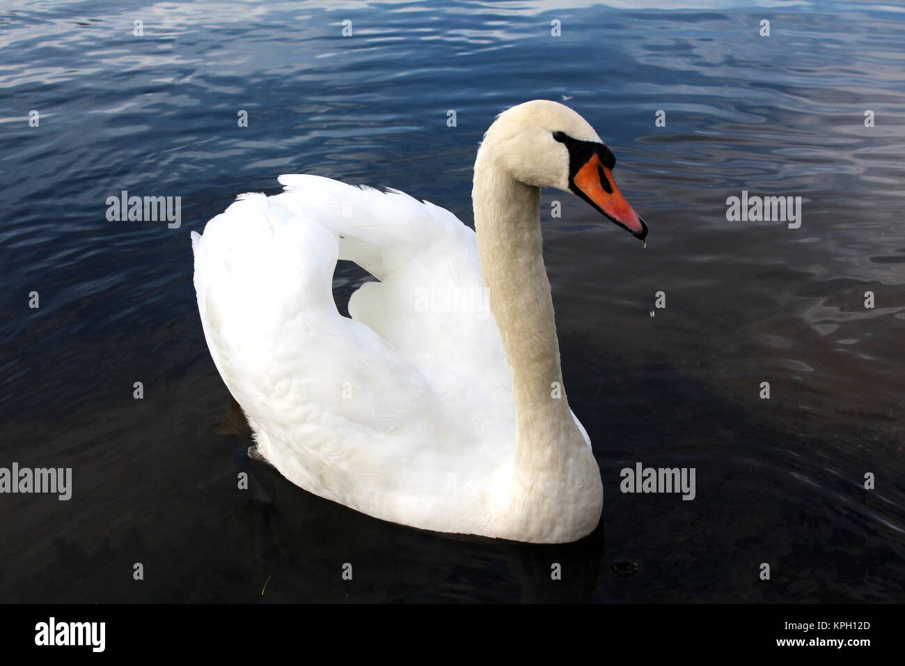 Single White Swan gleiten durch den Fluss mit angehobenen Flügeln und Wasser Tropfen tropft vom Schnabel Stockfoto
