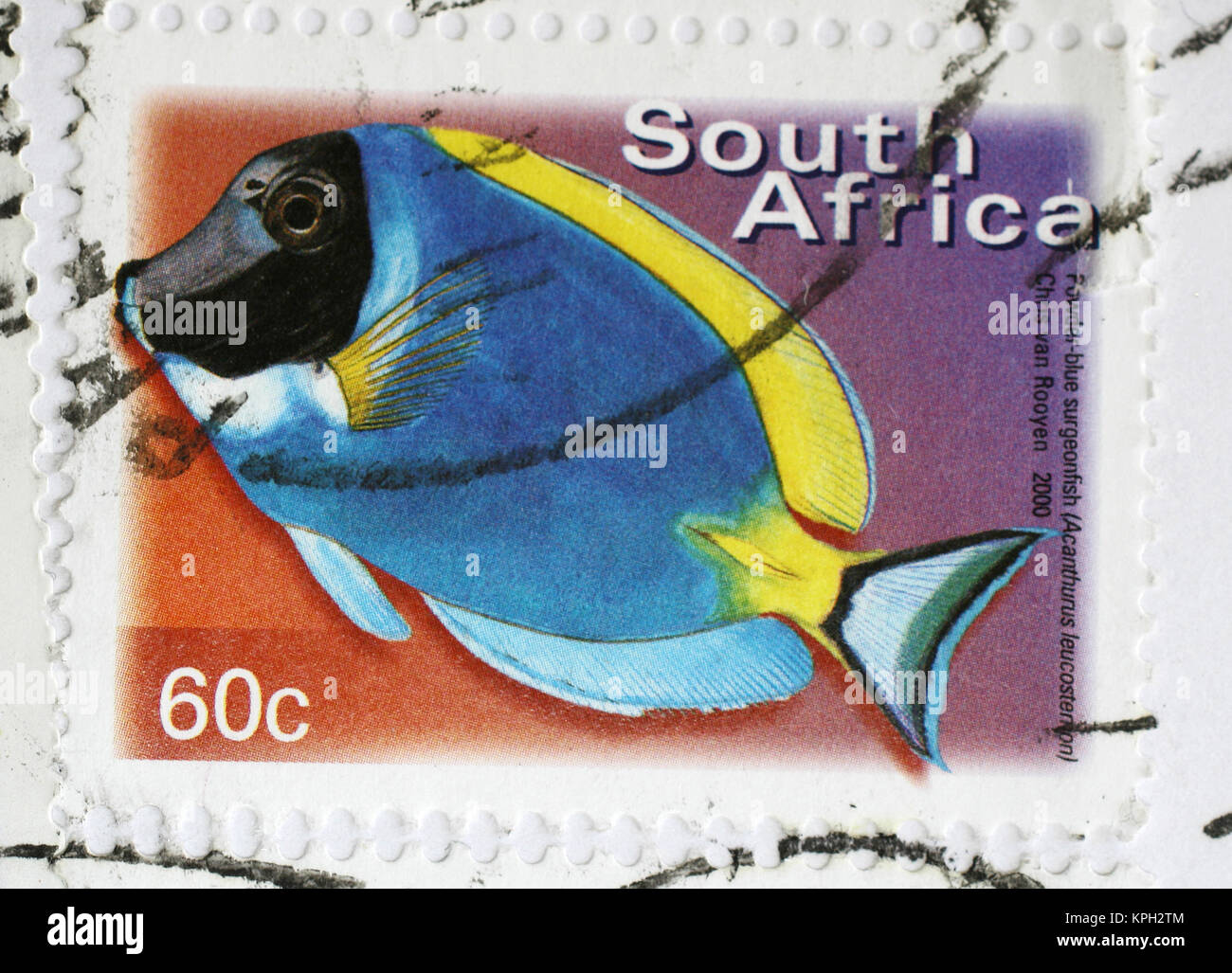 Südafrikanischer Briefmarke, hellblau Doktorfisch, 60 Cent wert, Chris van Rooyen; 2000, Südafrika. Stockfoto