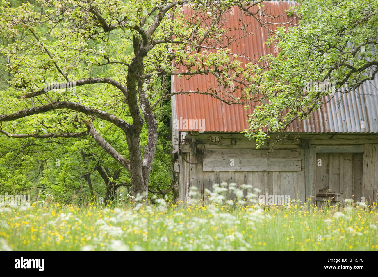 Slowenien, GORENJSKA, Spodnja Trenta: Frühlingsblumen und Alpine House Stockfoto