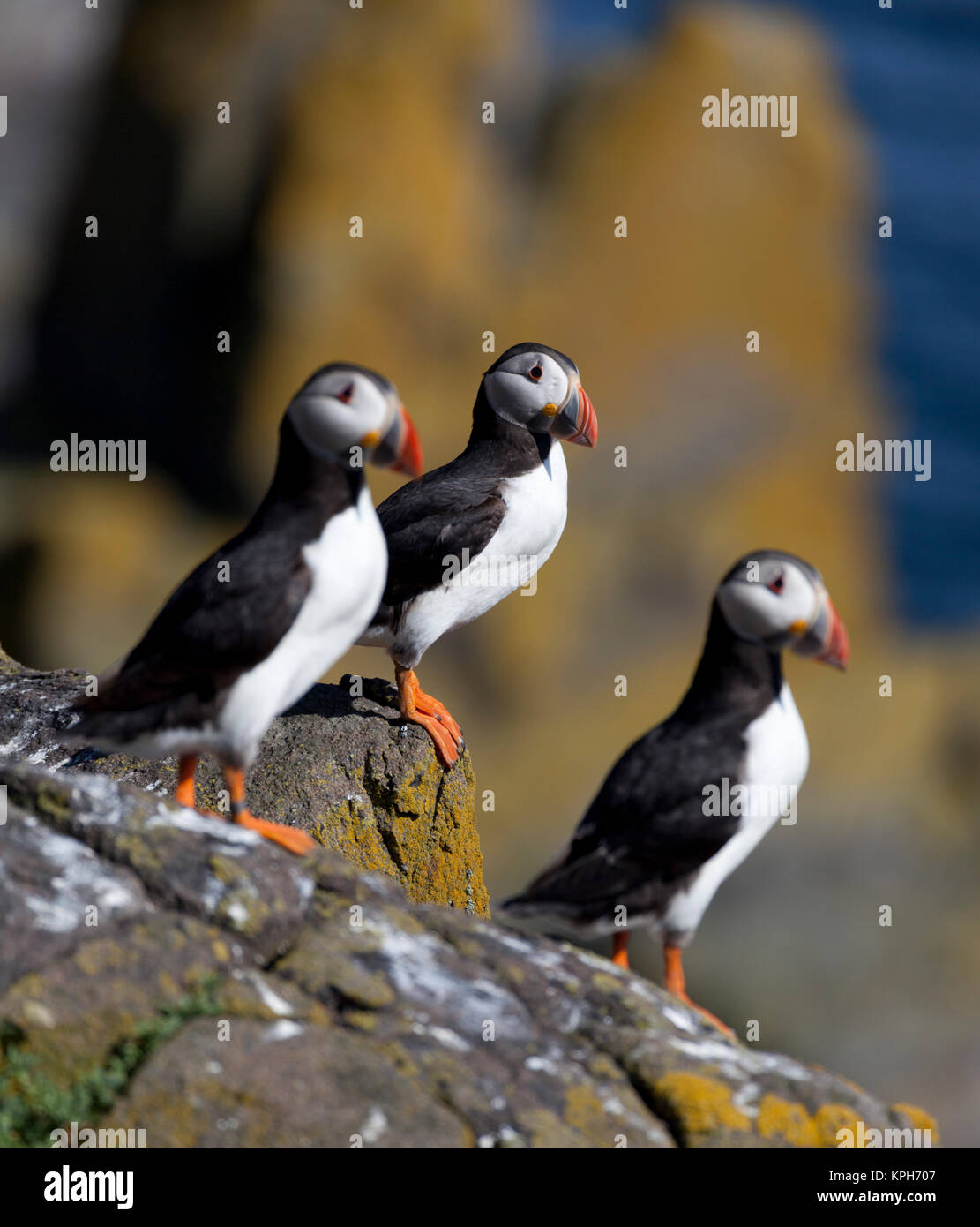 Papageitaucher (Fratercula Arctica), Isle of May, Schottland Stockfoto