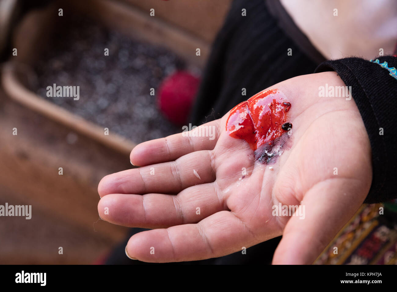 Cottony Kissen, ein Parasit, der Kaktus als natrlichen Farbstoff verwendet  Stockfotografie - Alamy