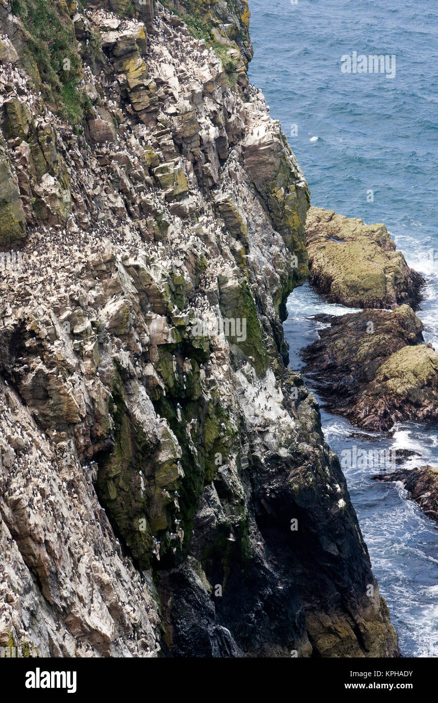 Guillemot Kolonie auf Felsen auf der Insel Skomer, Wales Stockfoto