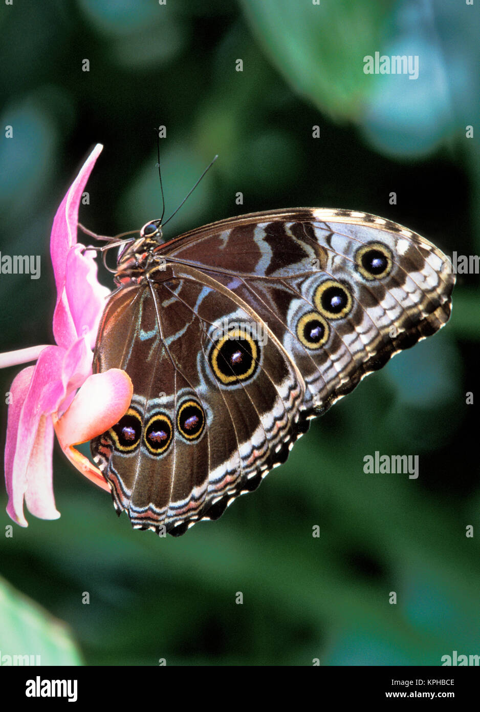Blue Morpho Butterfly (Morpho Peleides Stockfotografie Alamy