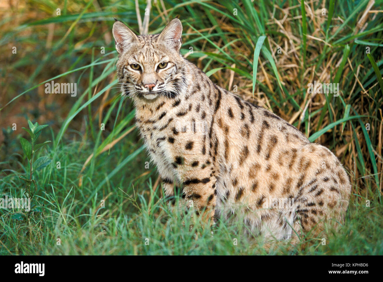 Bobcat (Felis Rufus) Stockfoto