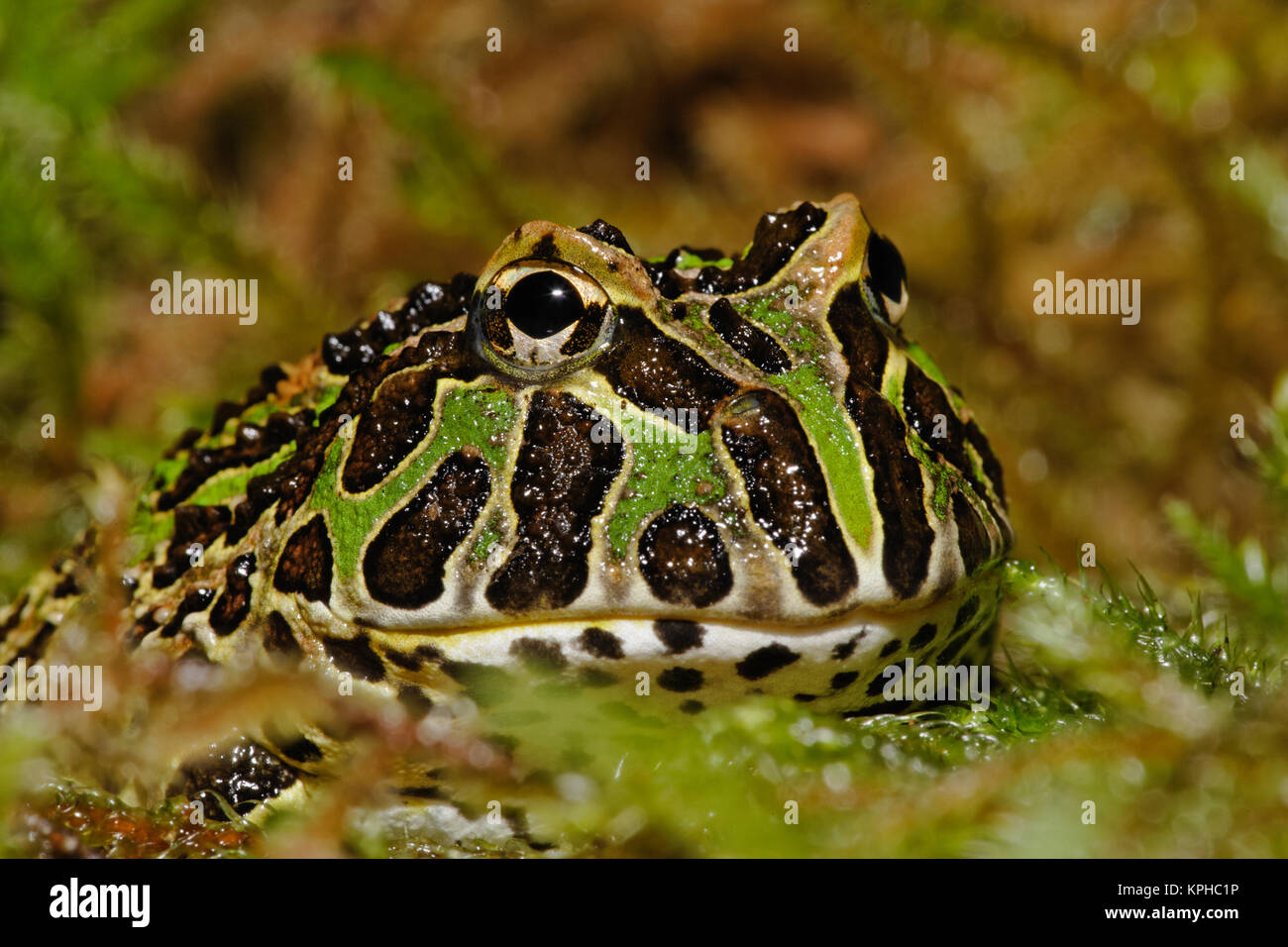 Pacman Frog, Ceratophrys cranwelli oder Südamerikanischen Horned Frog. (Captive) Stockfoto