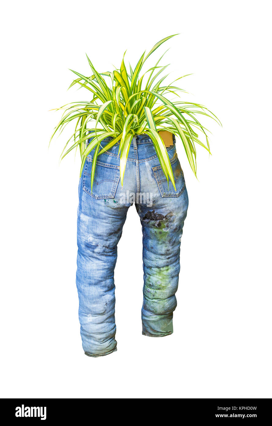 Grüne Pflanze mit Old Blue Jeans isoliert Stockfoto