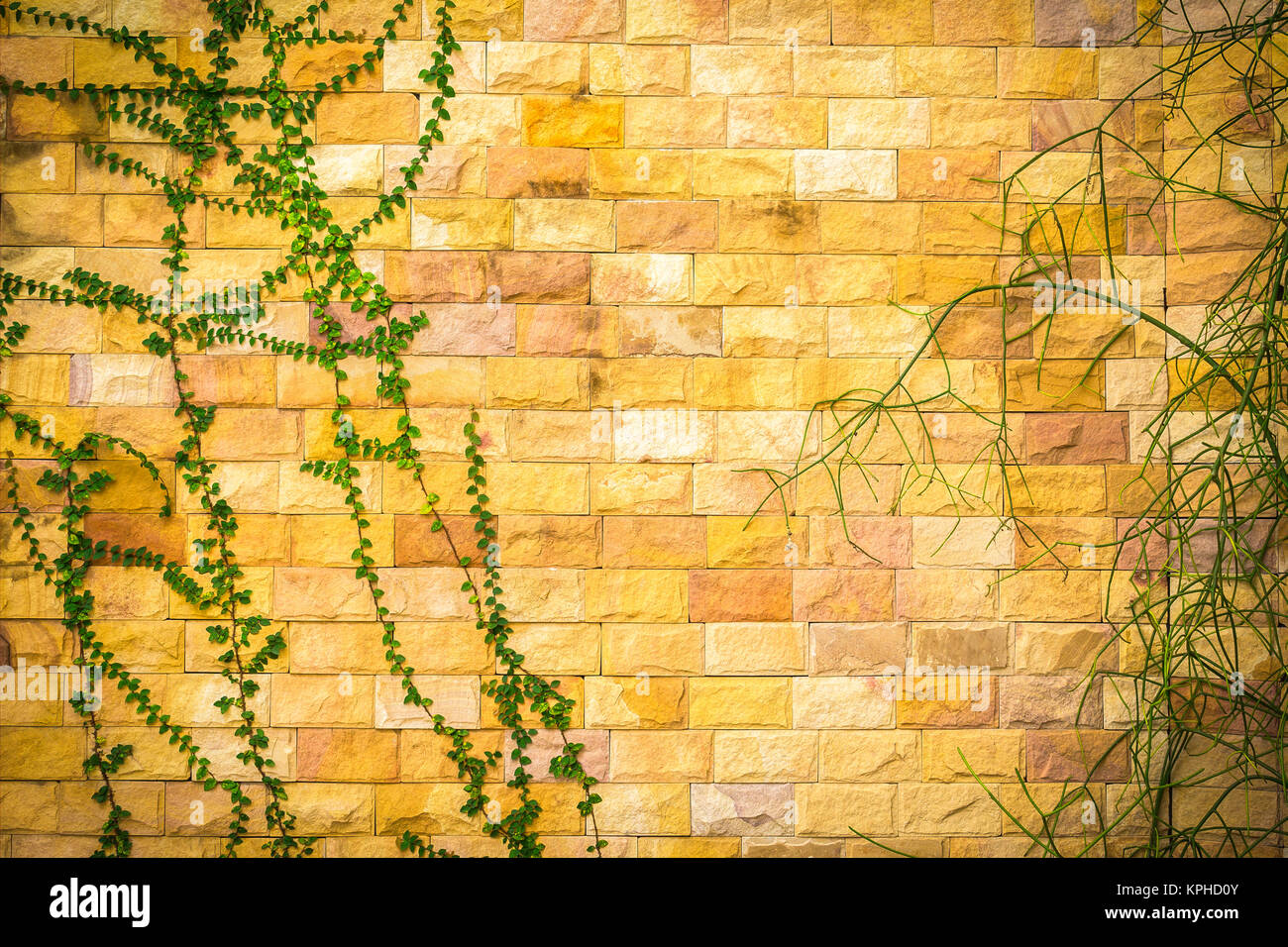 Grüne Pflanzen in Fels Wand Hintergrund Stockfoto