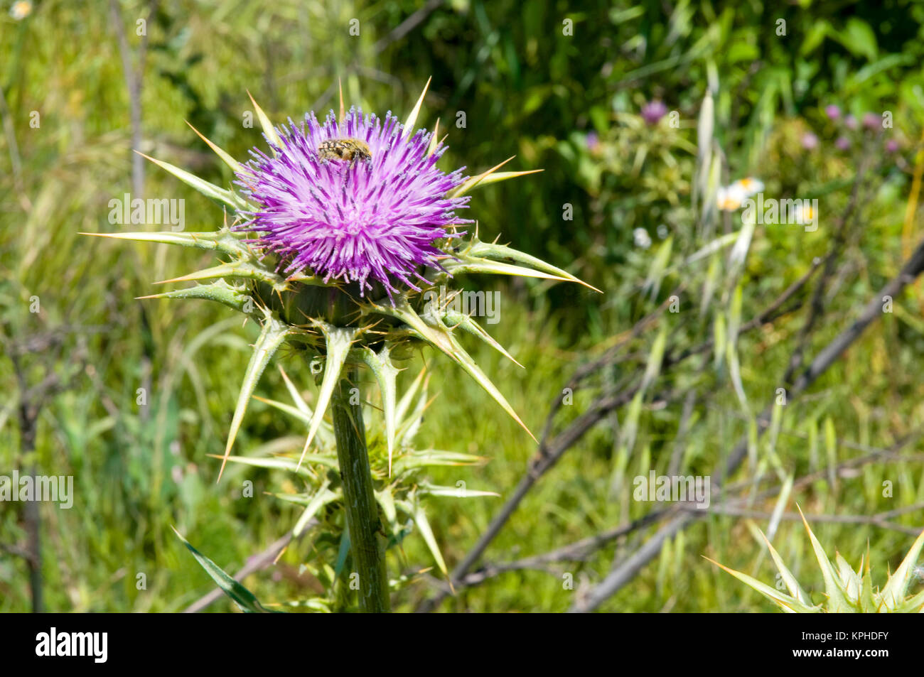 Marian thistle Blume. Ansicht schließen. Stockfoto