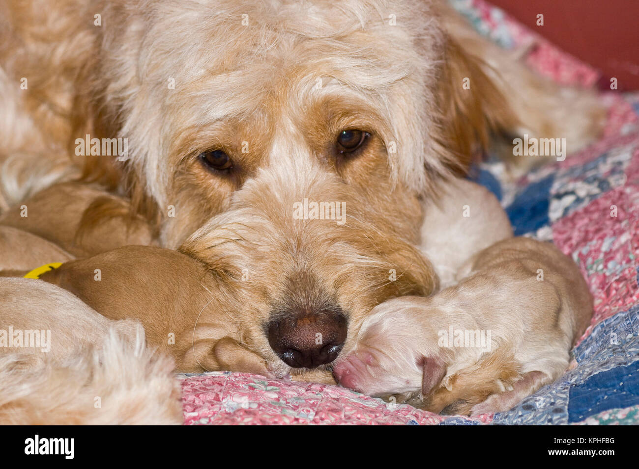 Eine weibliche Goldendoodle mit ihrer neugeborenen Welpen. Stockfoto