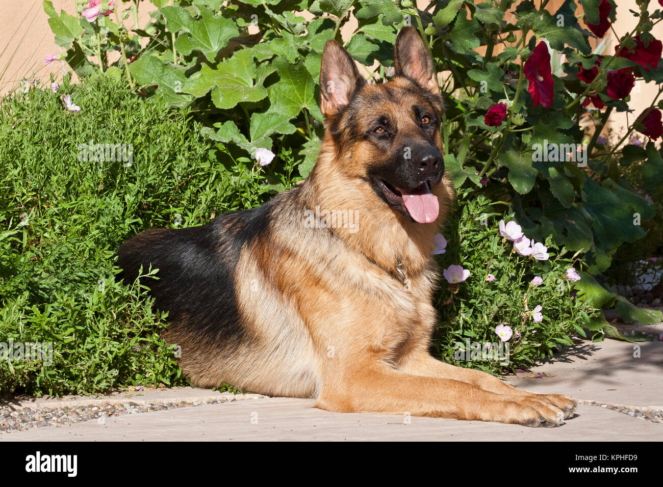 Ein deutscher Hirte liegend auf einem Garten weg, umgeben von Grün. Stockfoto