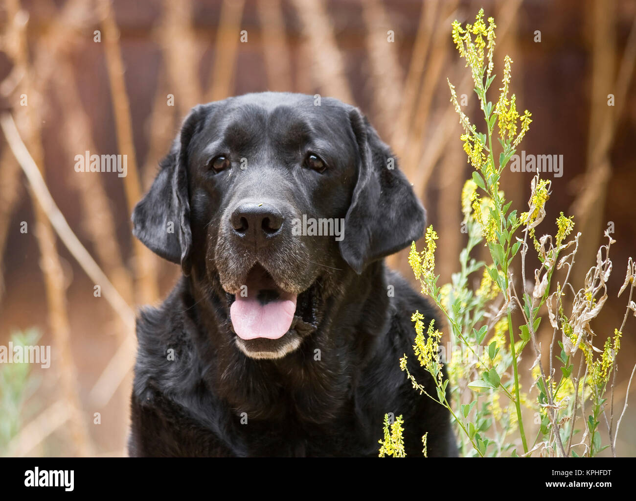 Porträt eines schwarzen Labrador Retriever sitzend durch einige gelbe Blüten. Stockfoto