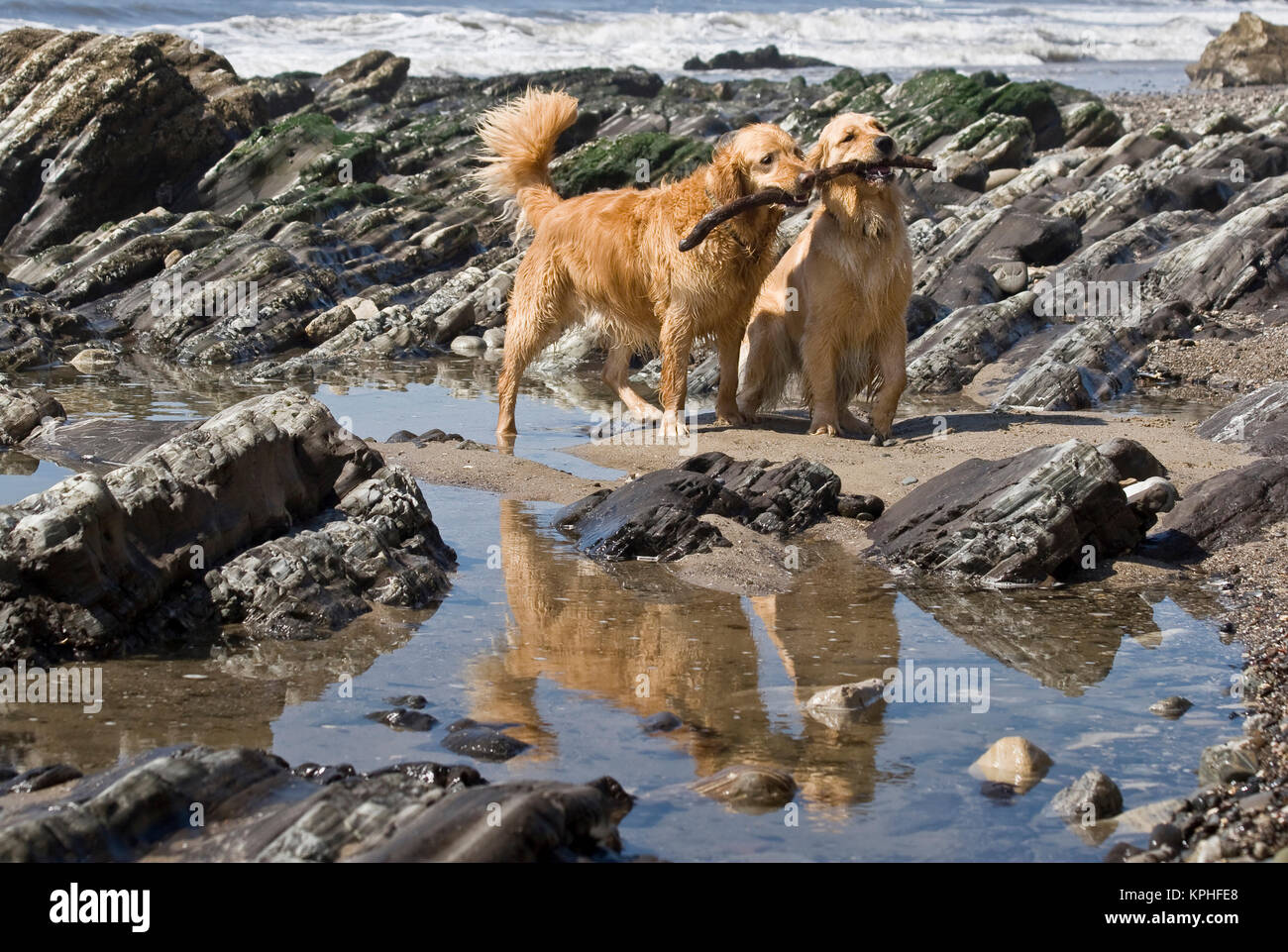 Zwei Golden Retriever spielt mit einem Stock neben einer Gezeiten Pool am Strand. Stockfoto