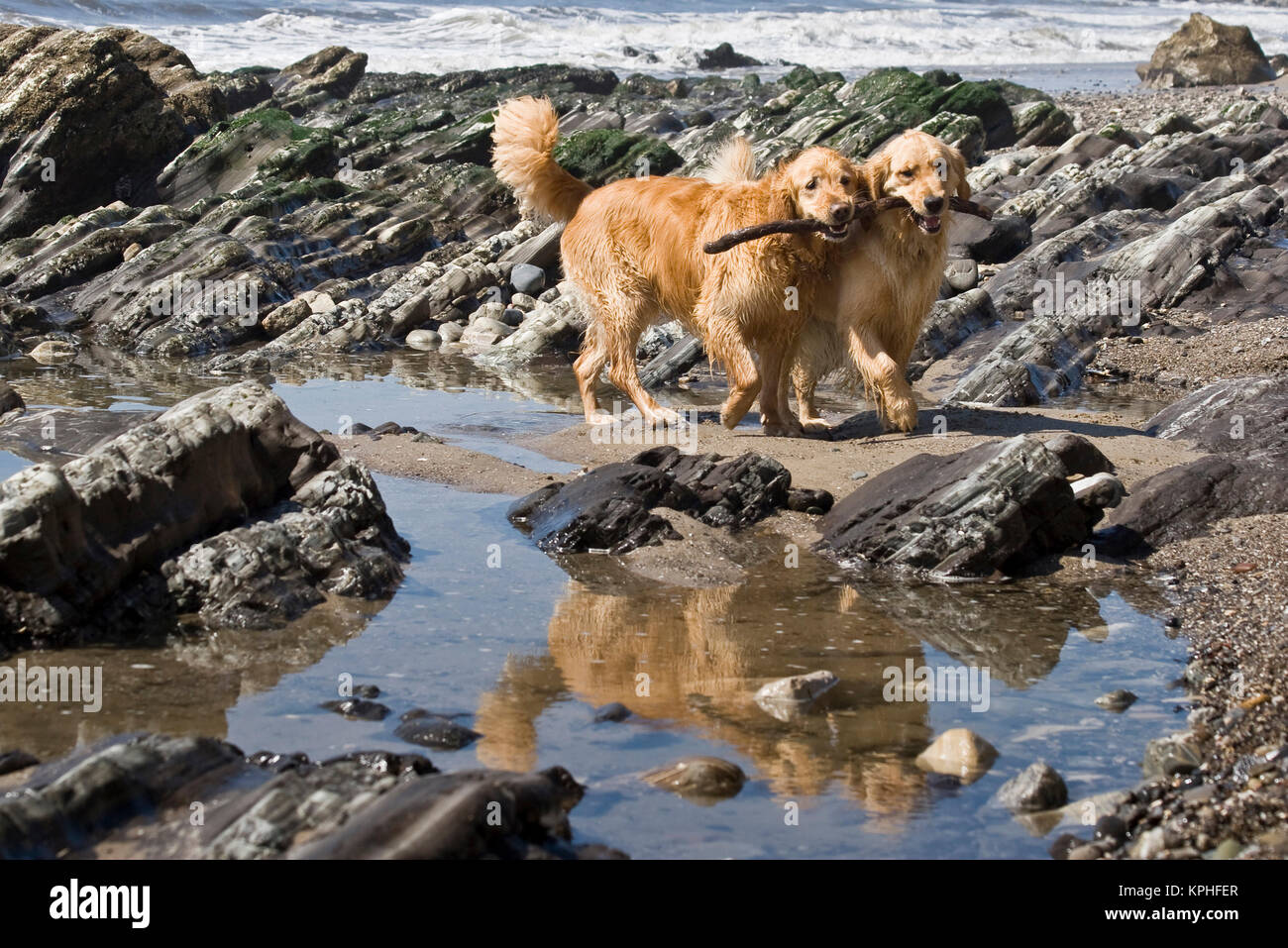Zwei Golden Retrievern zusammen mit einem Stock in eine Flutwelle Pool am Strand zu reflektieren. Stockfoto