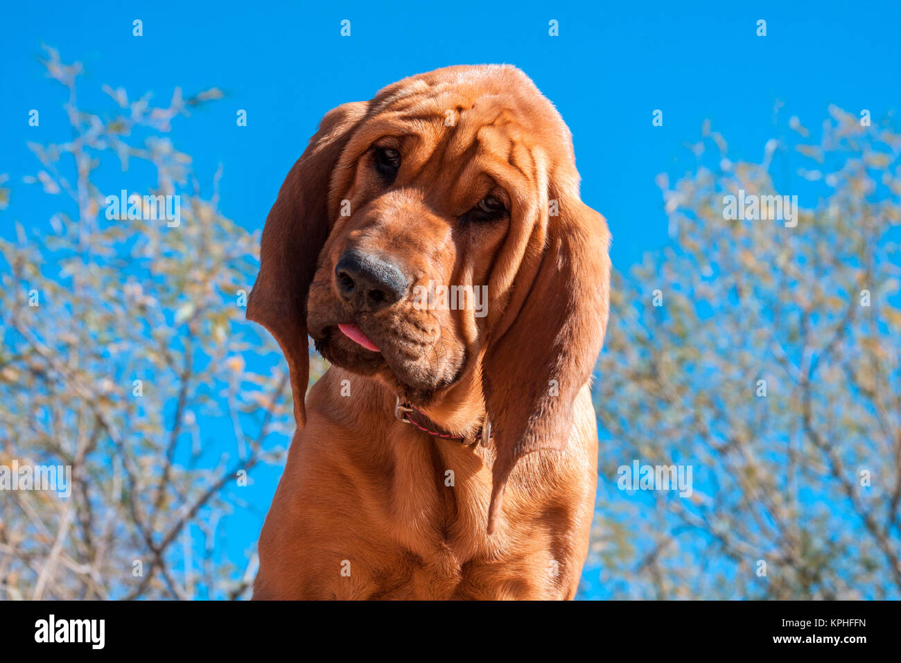 Bloodhound Welpe (MR) Stockfoto