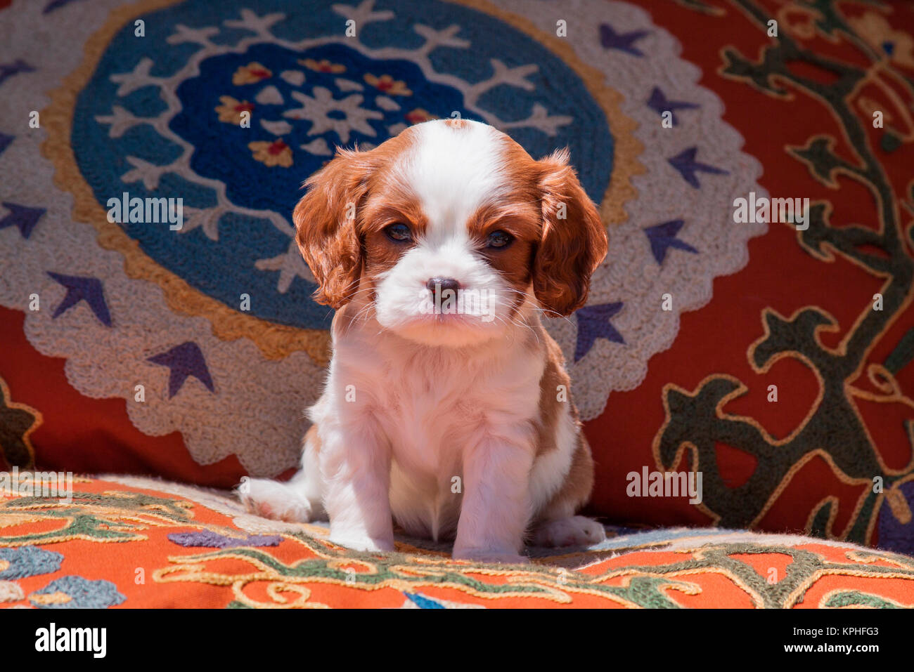 Cavalier King Charles Spaniel Welpen (MR) Stockfoto