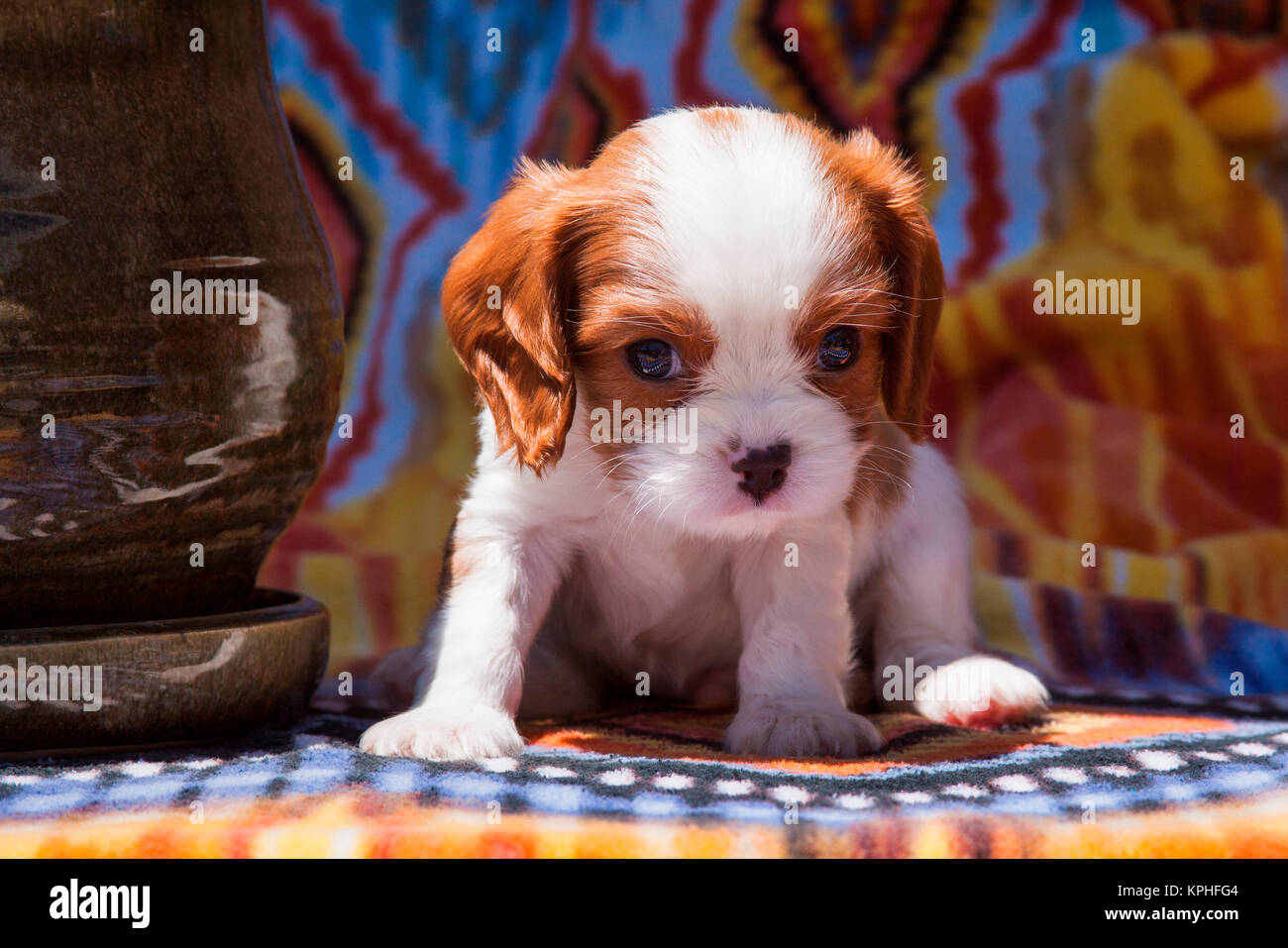 Cavalier King Charles Spaniel Welpen (MR) Stockfoto
