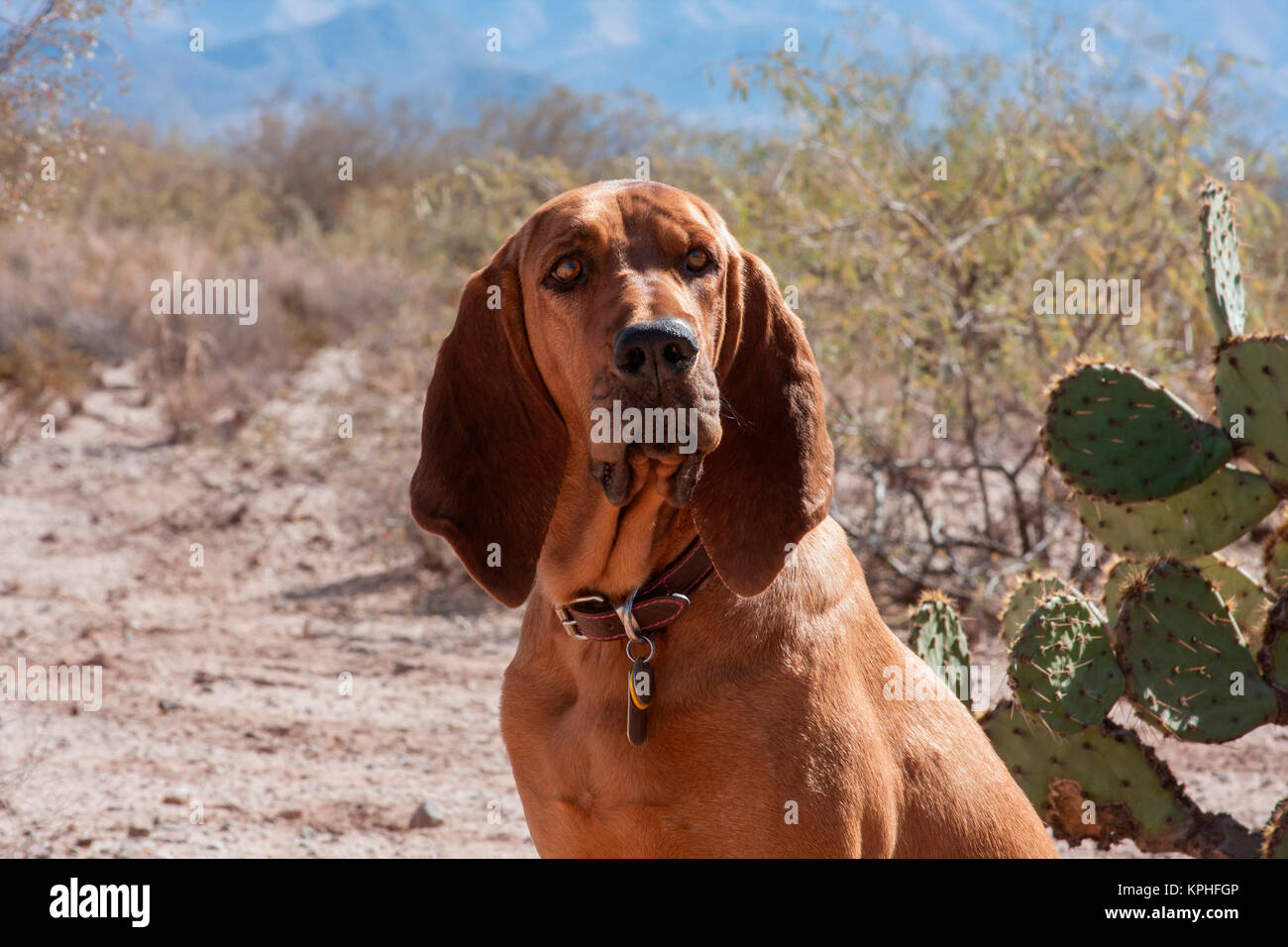 Bluthund sitzen in der Sonoran Wüste (MR) Stockfoto