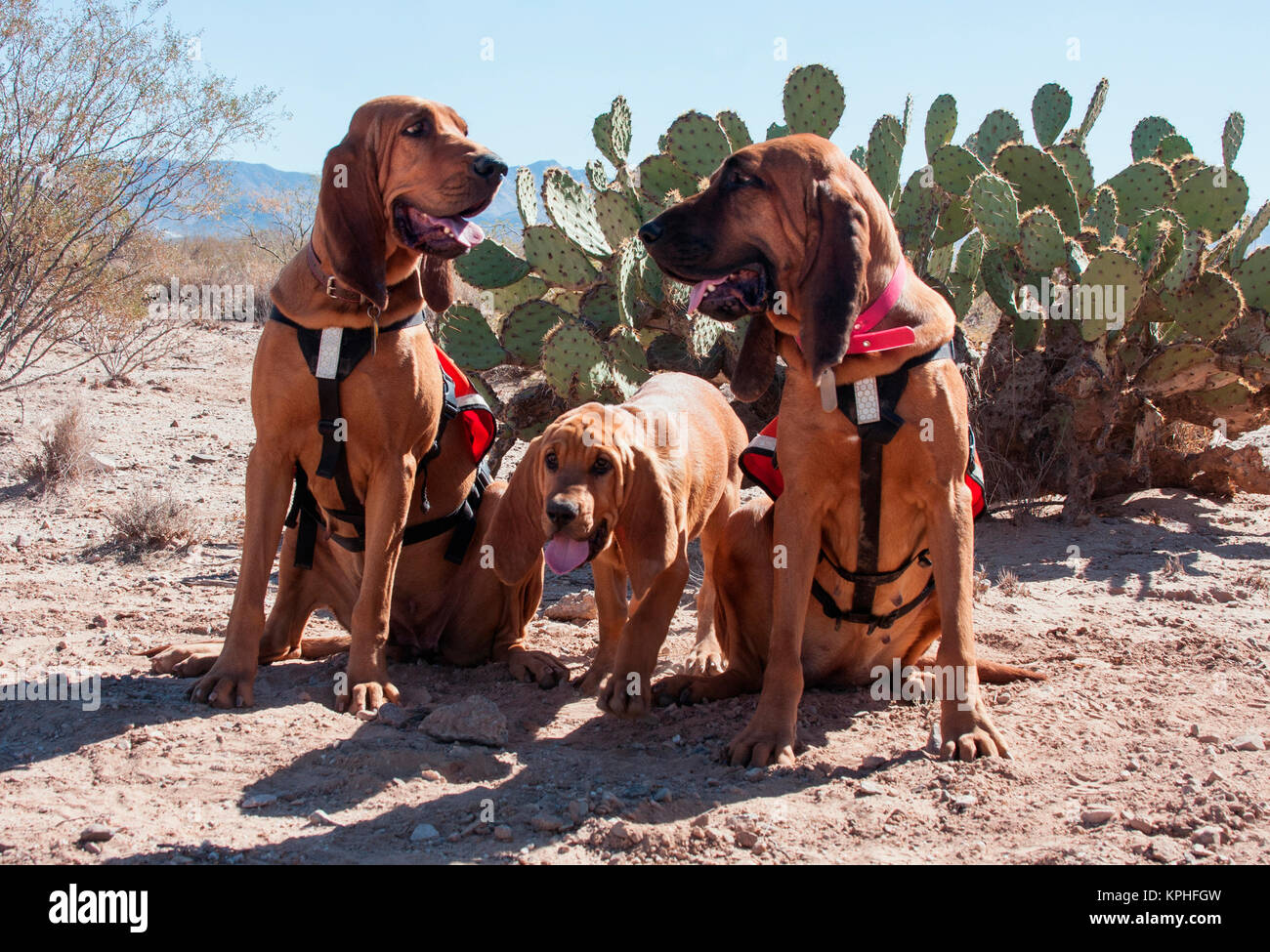Suche und Rettung Bloodhounds in der Sonora-Wüste (MR) Stockfoto