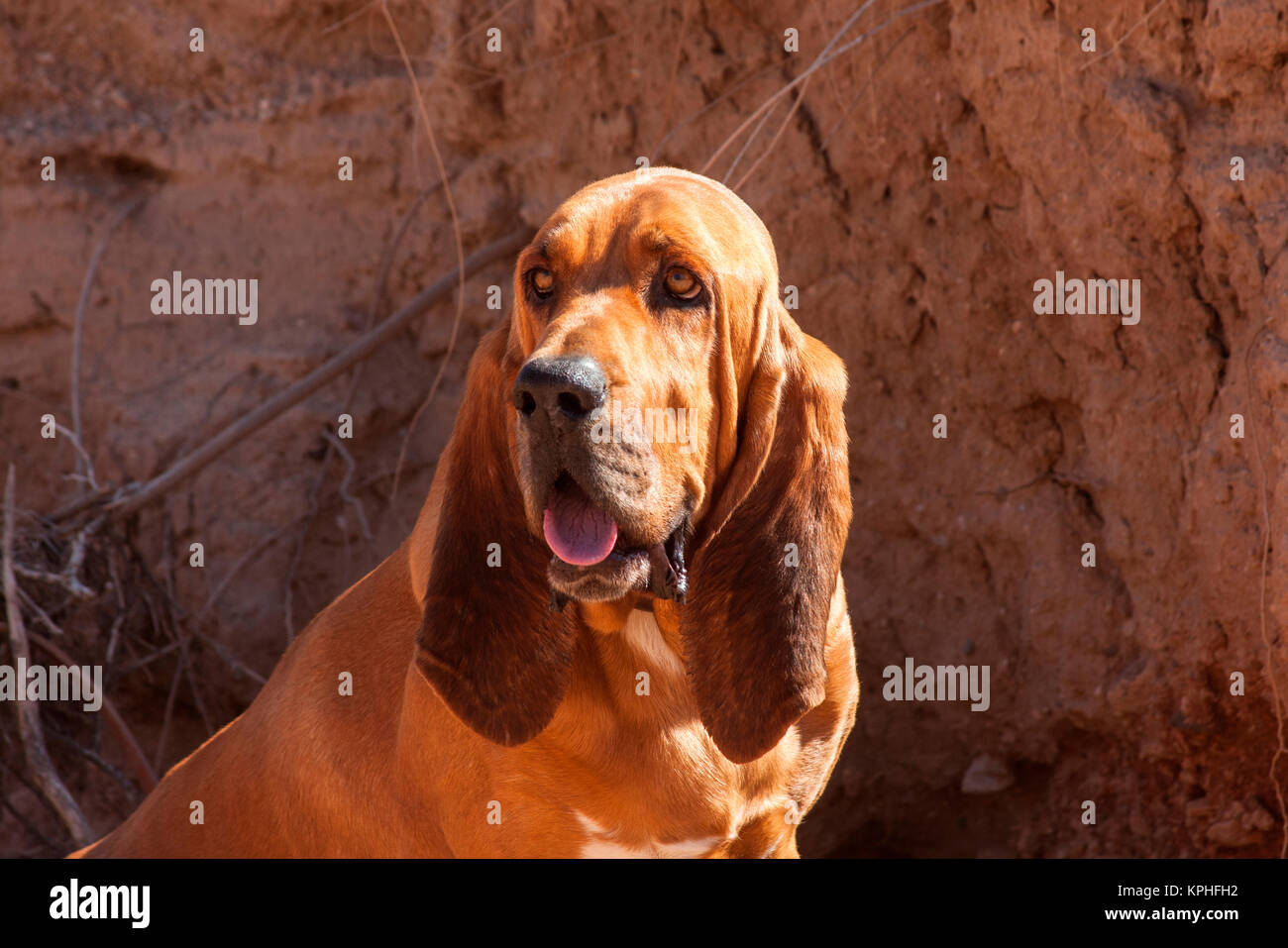 Bloodhound in der Sonora-Wüste (MR) Stockfoto