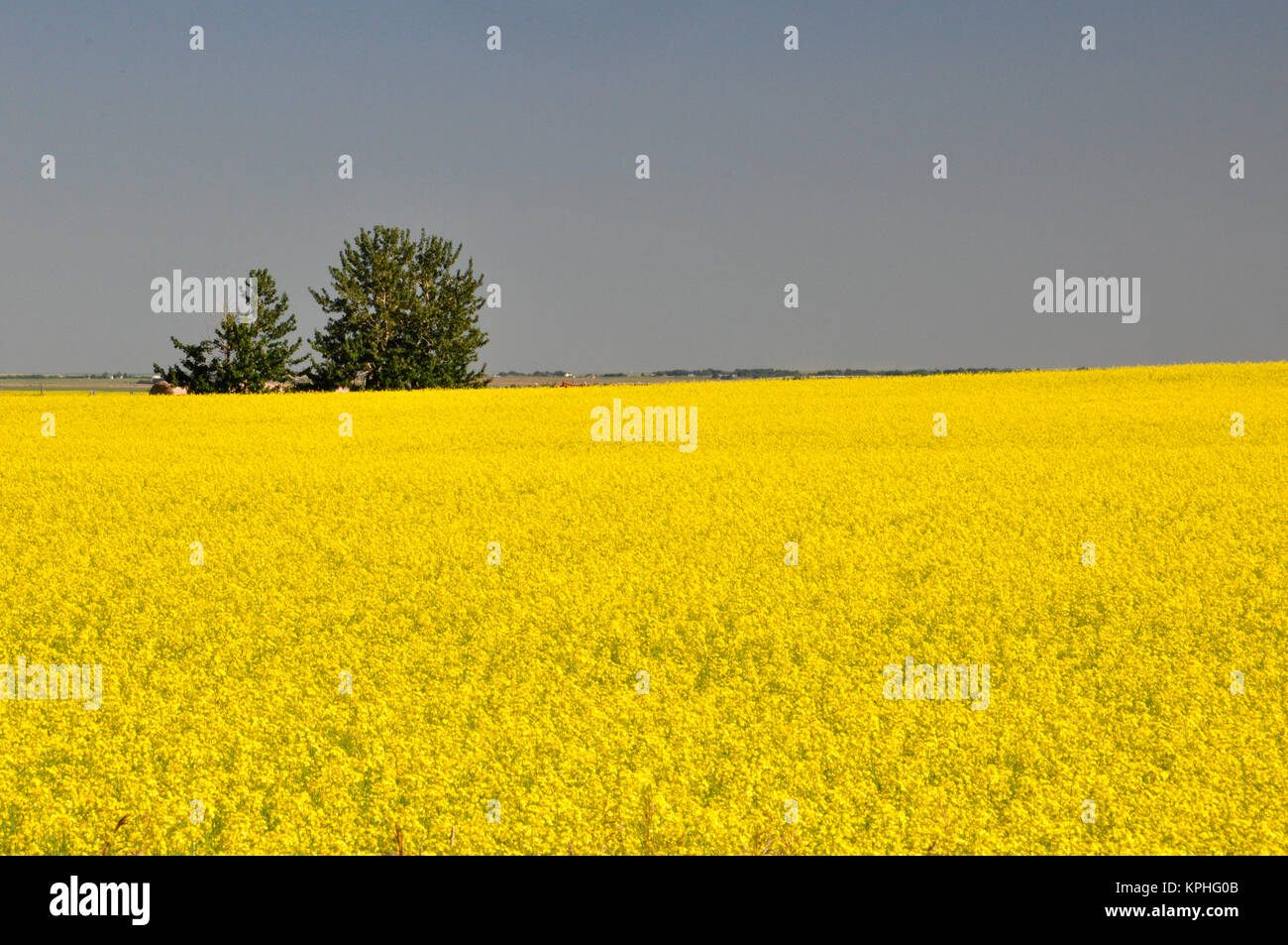 24. Juli 2011; südlich von Calgary, Alberta. Rapsfelder bereit für die Ernte. Stockfoto