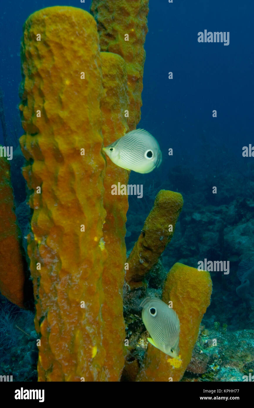 Foureye Falterfische (Chaetodon capistratus) Ernte an röhrenschwämme Hol Chan Marine erhalten, Belize Barrier Reef-2nd längste der Welt Stockfoto