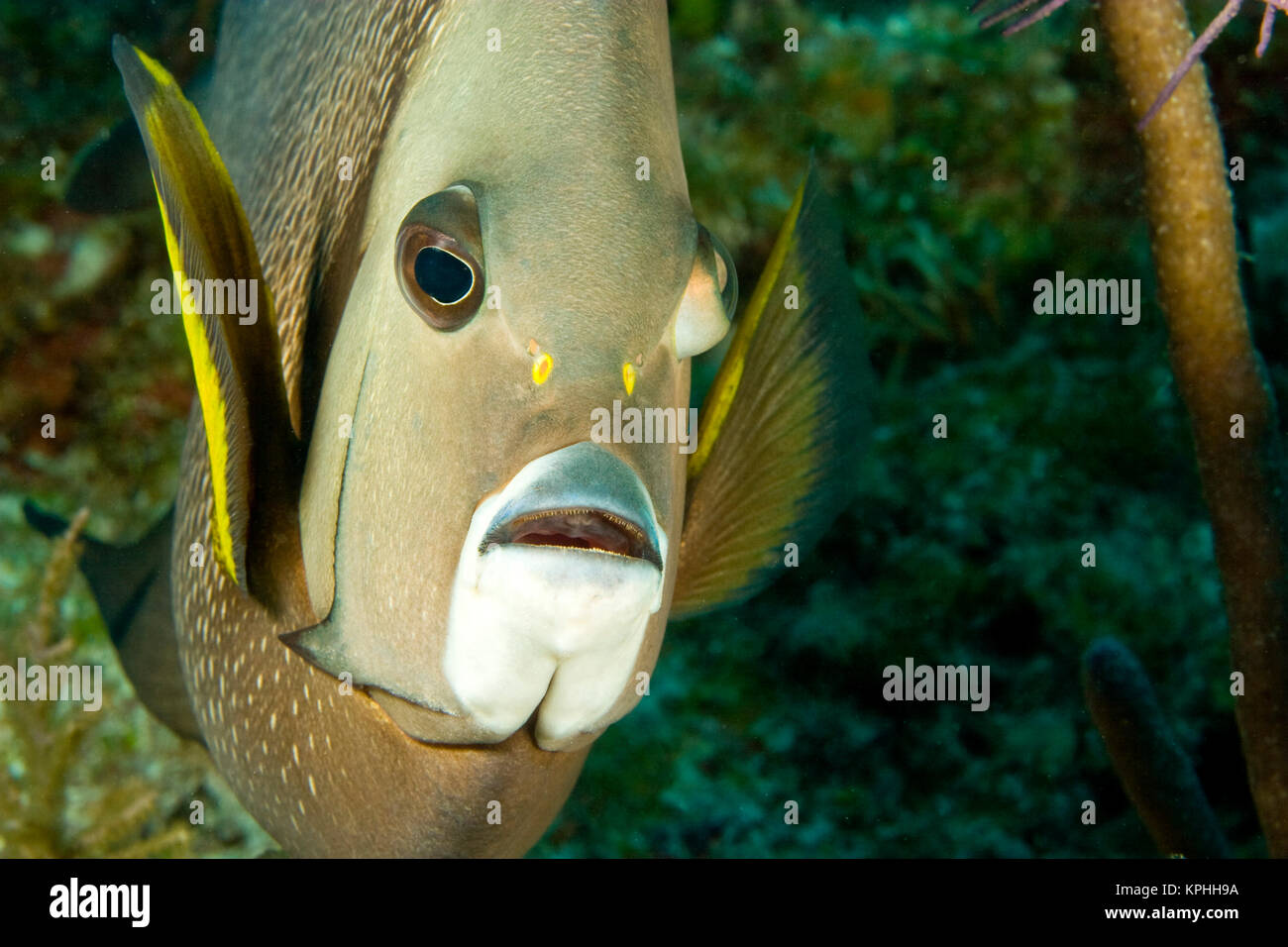 Grau-Kaiserfisch (Pomacanthus Arcuatus) Hol Chan Marine zu bewahren, Belize Barrier Reef-2. größten Riff der Welt Stockfoto