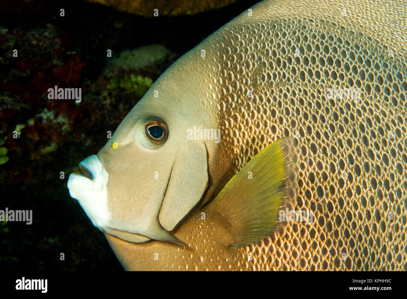 Grau-Kaiserfisch (Pomacanthus Arcuatus) Hol Chan Marine zu bewahren, Belize Barrier Reef-2. größten Riff der Welt Stockfoto