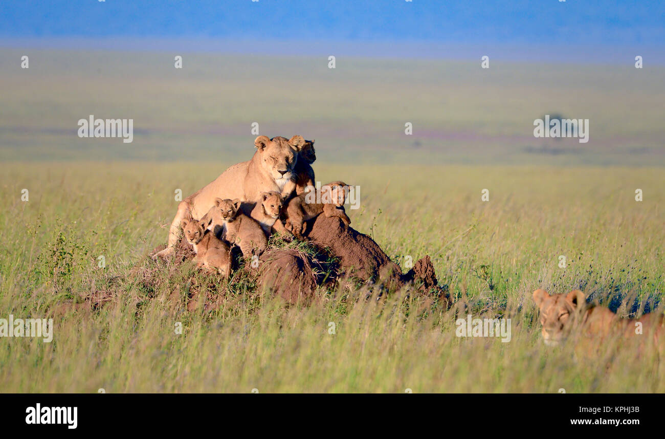 Löwin mit Jungen ruht auf ameisenhaufen auf Wiesen und Ebenen der Masai Kopjes nahe Seronera, Serengeti, Tansania Stockfoto