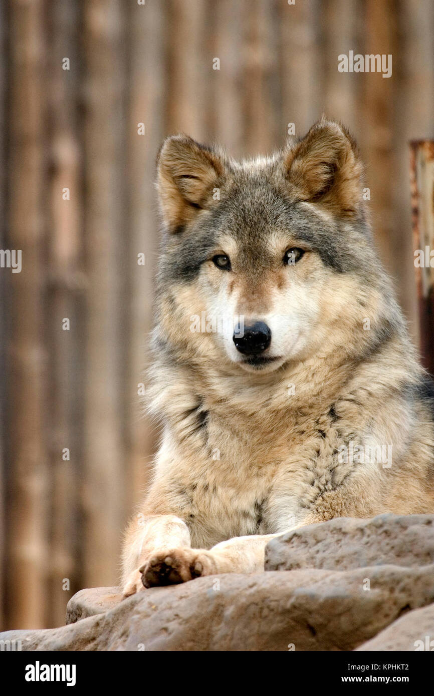 Wolf Animal City Stockfotos Und Bilder Kaufen Alamy