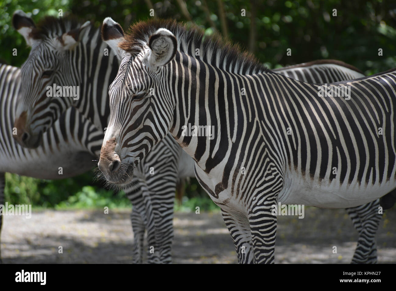Grévy von Zebra (Equus grevyi), das auch als Imperial zebra Miami, Florida, USA, bekannt Stockfoto