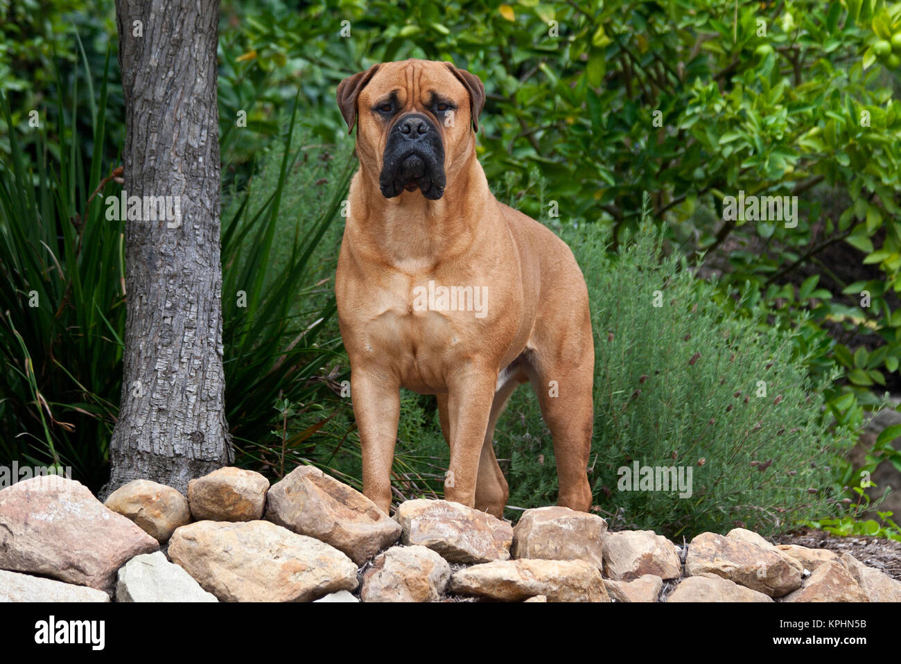 USA, Kalifornien. Mastiff steht in einem Garten. Stockfoto