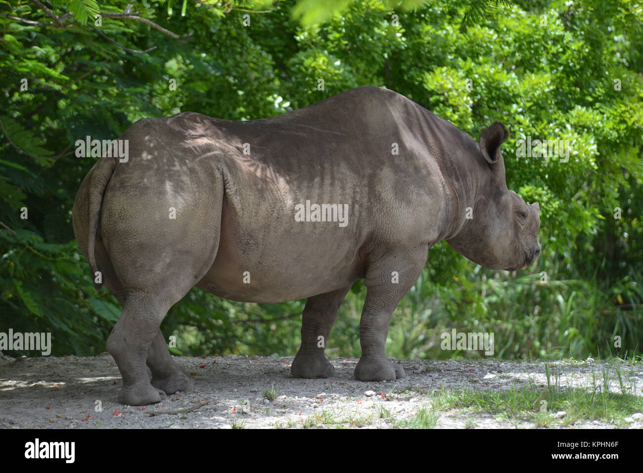 African Black rhinoceros oder Haken Nashörner (Diceros bicornis) Miami, Florida, USA Stockfoto