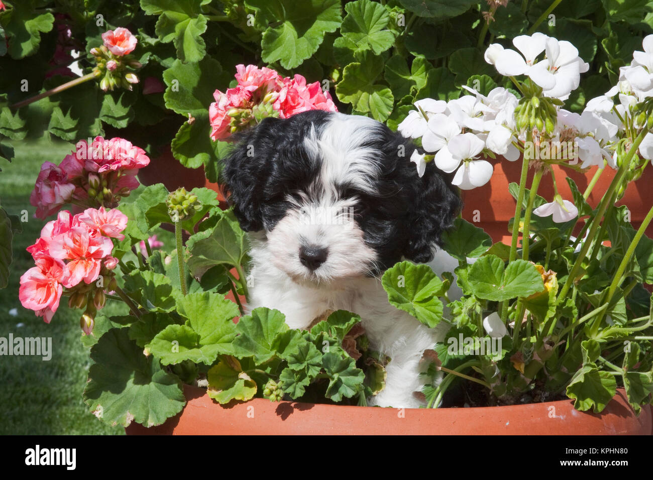 Ein Havaneser Welpe in einem Blumentopf, umgeben von Blumen. Stockfoto