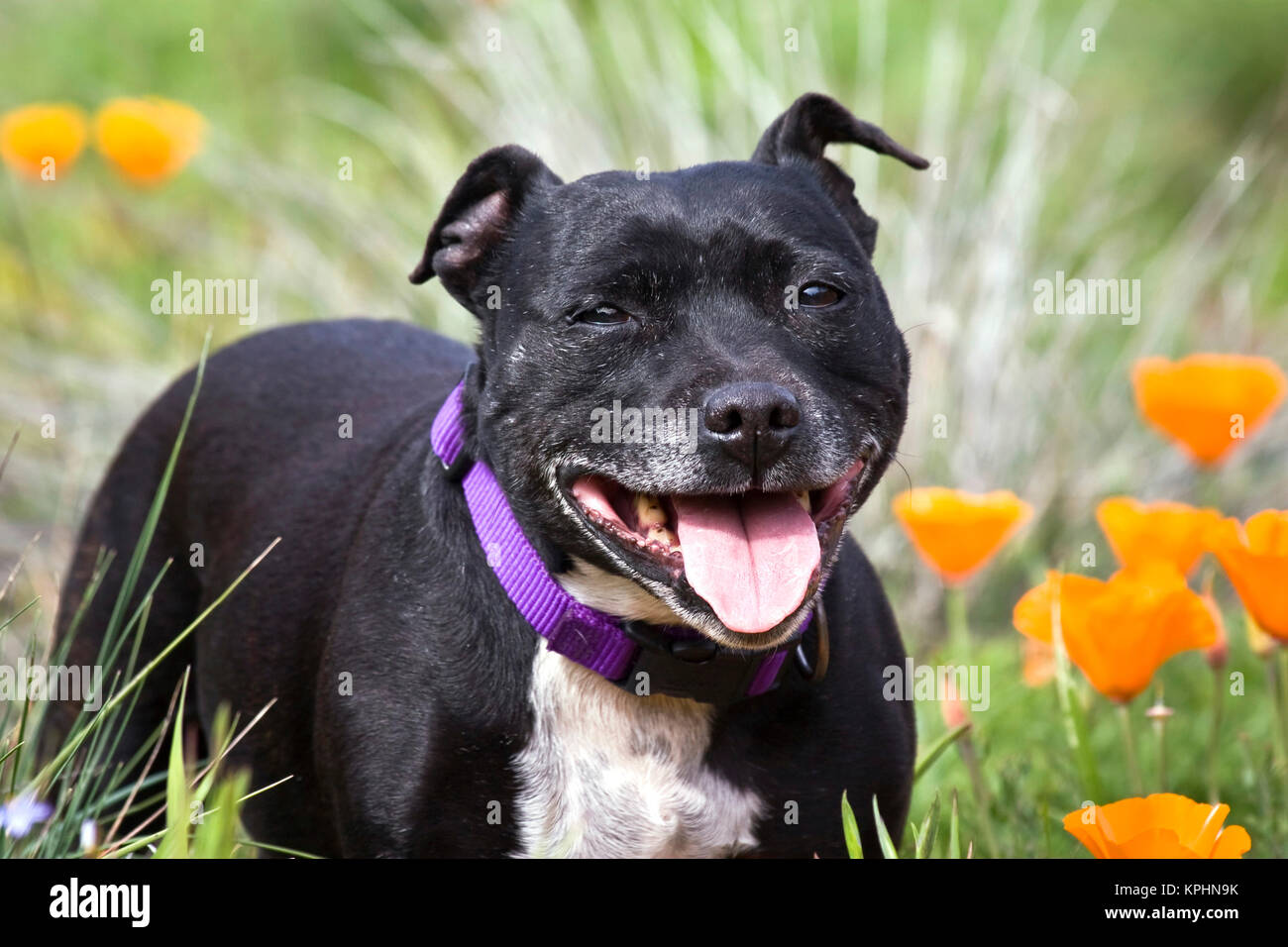 Staffordshire Bull Terrier stehend in einem Feld von wilder Mohn Blumen. Stockfoto