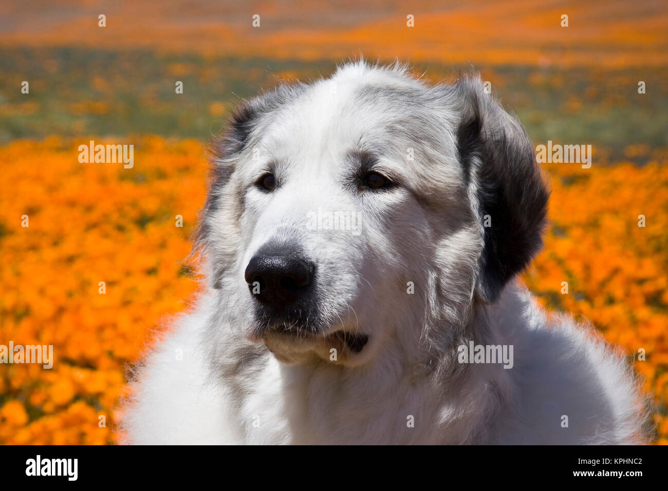 Porträt eines großen Pyrenäen stehen in einem Feld von wilder Mohn Blumen auf Antelope Valley, Kalifornien. Stockfoto