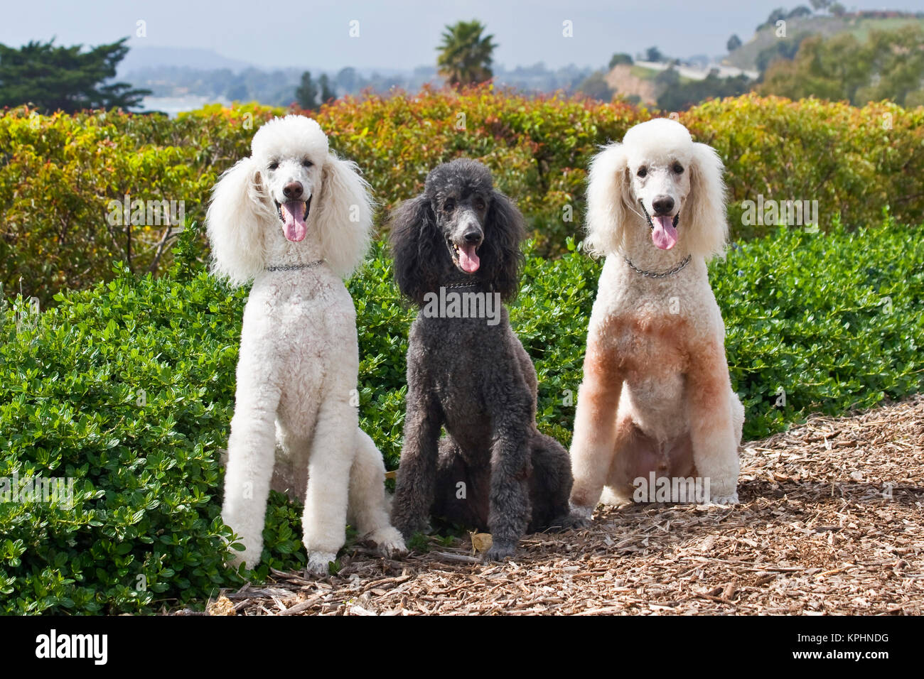 USA, Kalifornien. Drei Standard Poodles zusammen sitzen sie alle auf der Suche. Stockfoto