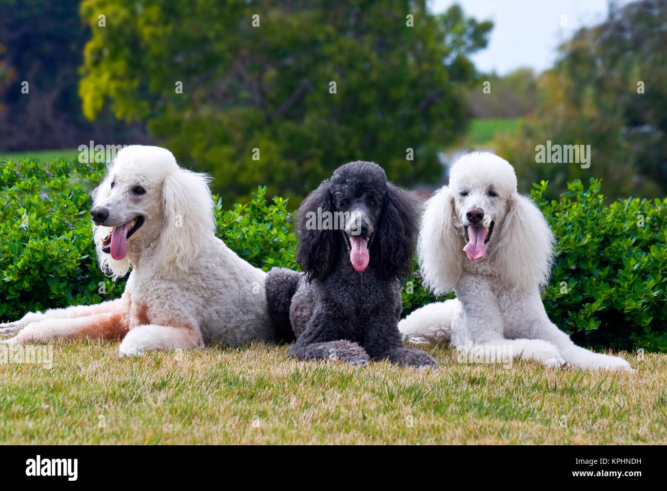 USA, Kalifornien. Drei Standard Poodles zusammen Posieren auf einem Rasen. Stockfoto