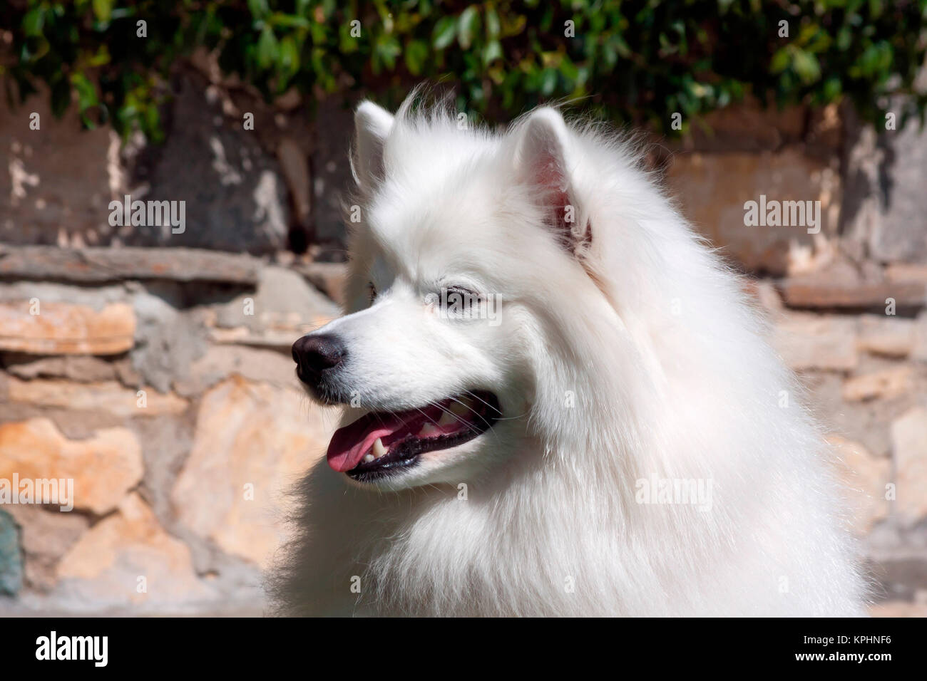 Porträt eines American Eskimo Dog (Herr & PR) Stockfoto