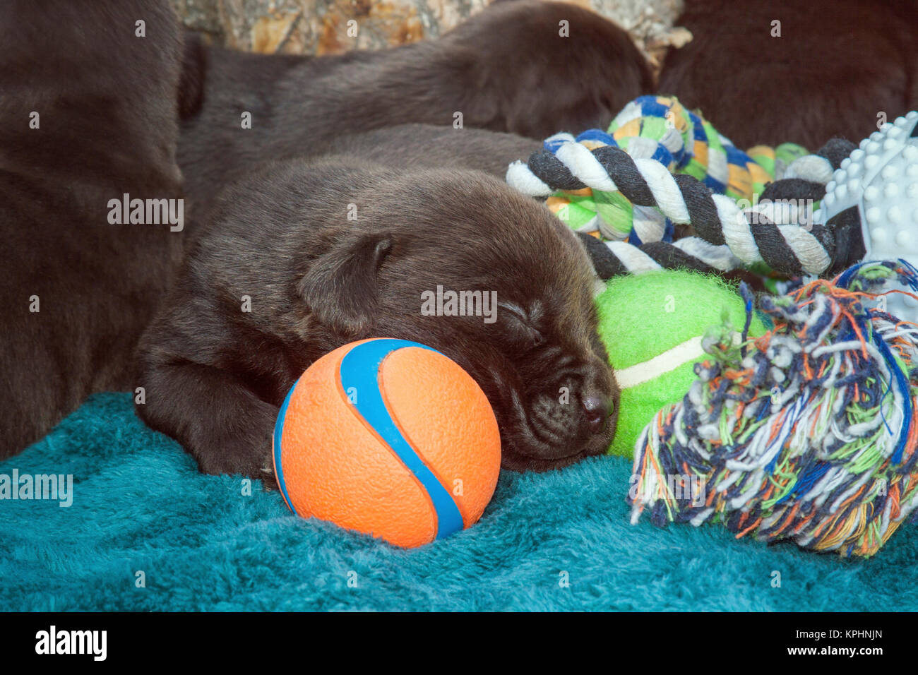 Sleeping Labrador Retriever Welpen Stockfoto