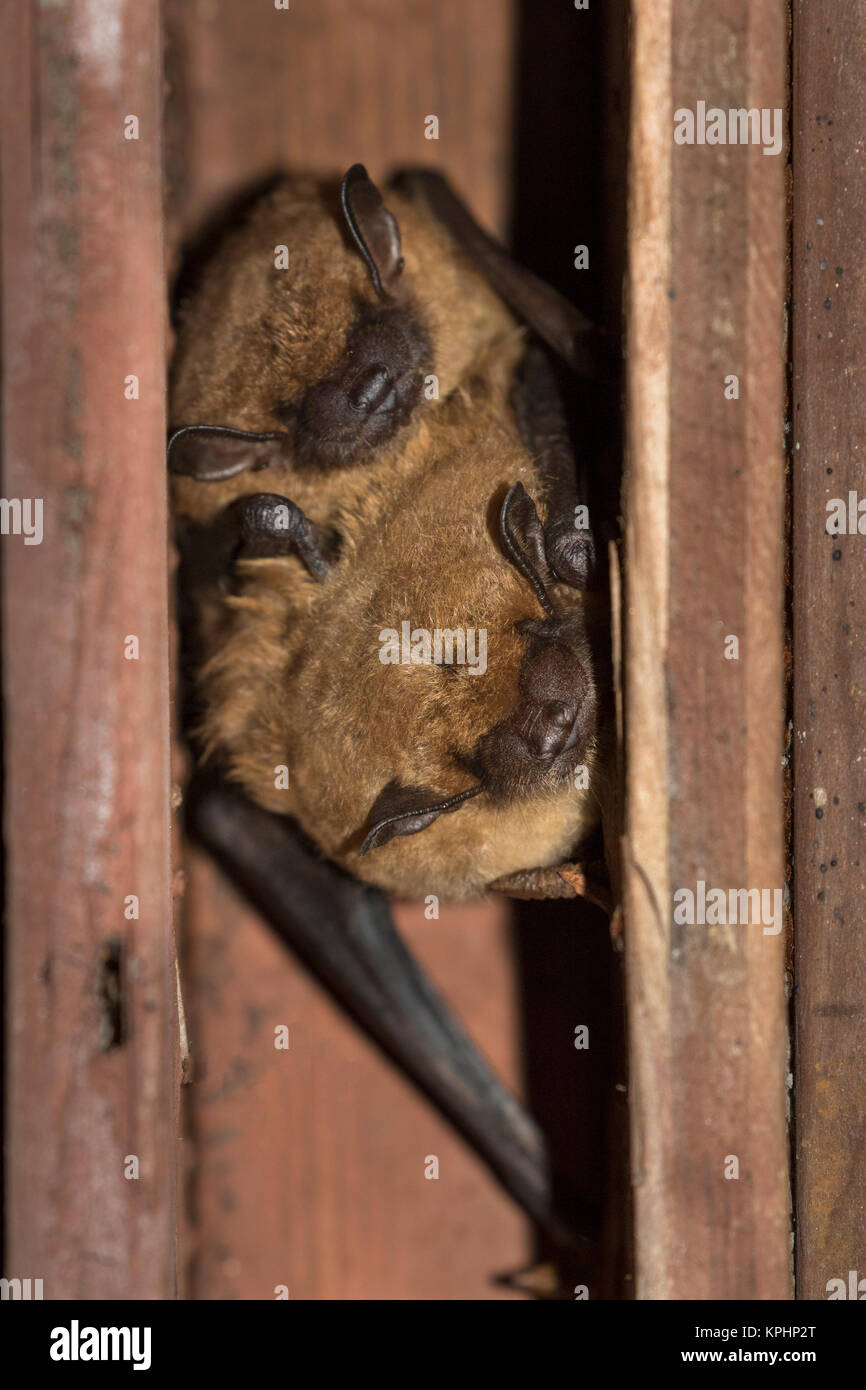 Paar große braune Fledermäuse Stockfoto