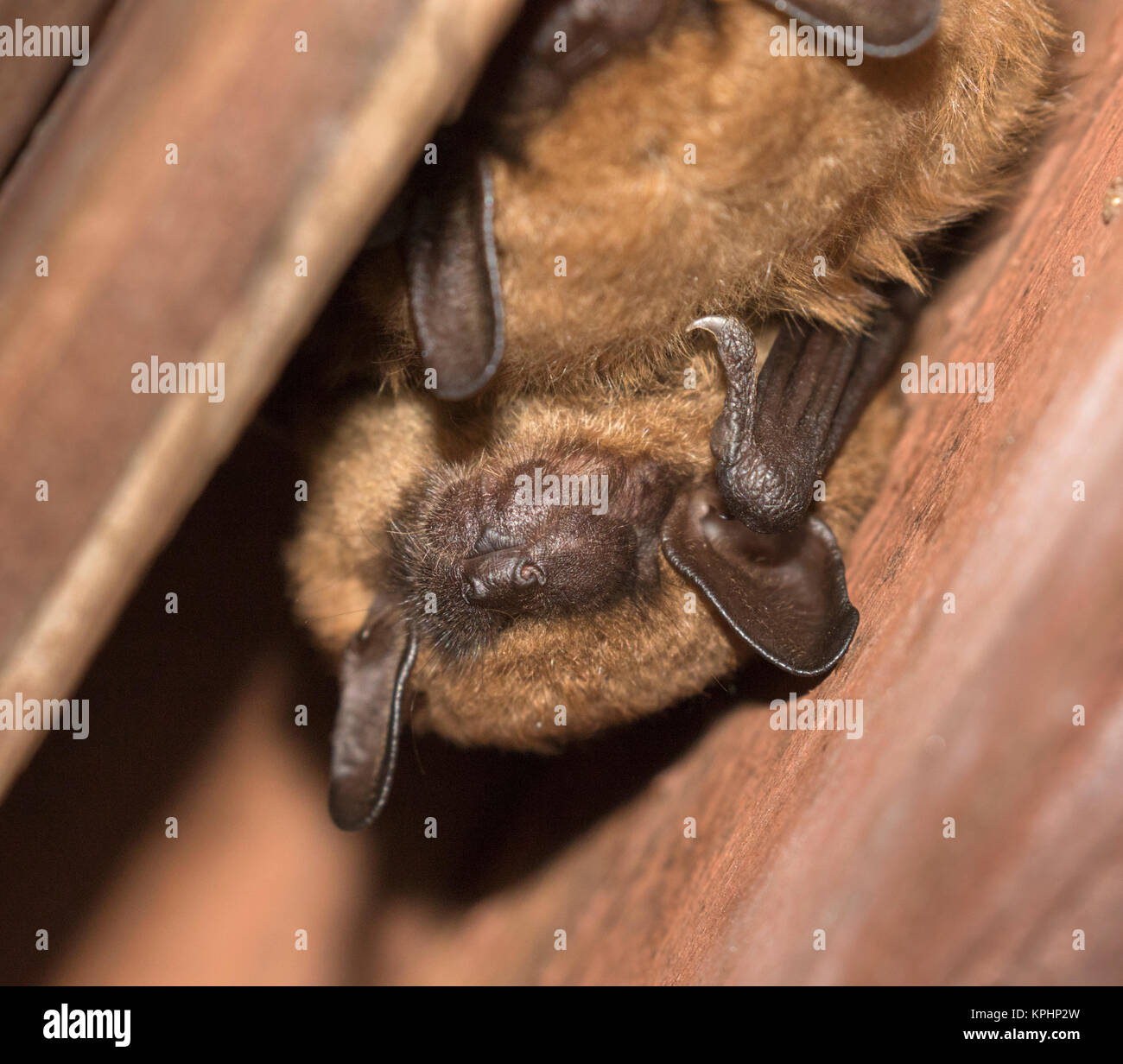 Große Braune Fledermäuse (Eptesicus fuscus) Stockfoto