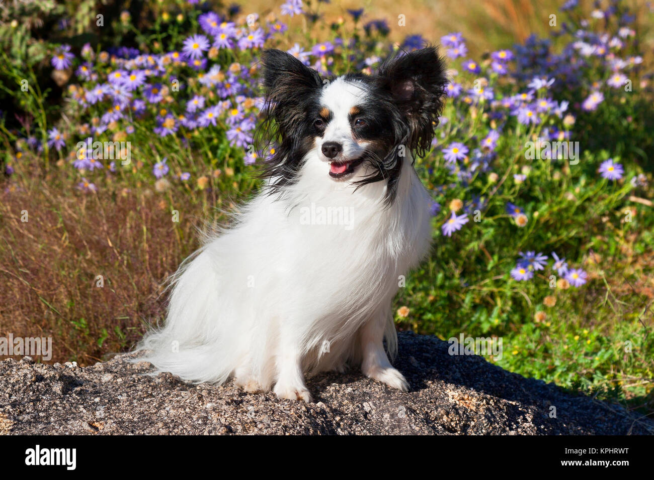 Papillon sitzt auf einem Felsen vor der Wildblumen und getrockneten Gräsern. Stockfoto