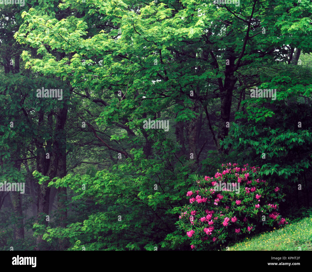 USA, North Carolina, Pisgah National Forest, Catawba Rhododendron in einer nebligen Laubwald (Large Format Größen verfügbar) Stockfoto