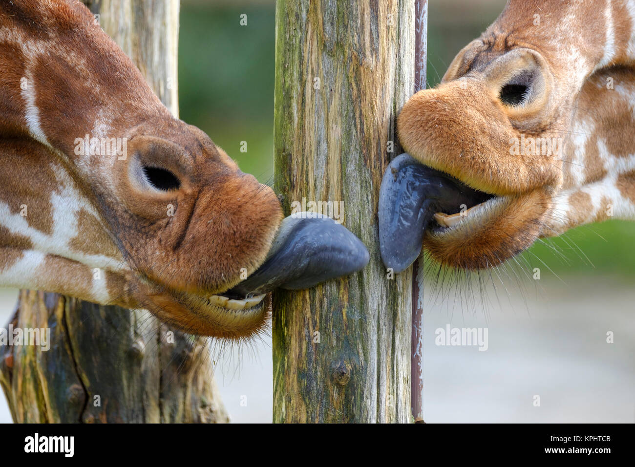 Eine hölzerne Stange ist Geleckt sauber durch zwei Giraffen Stockfoto