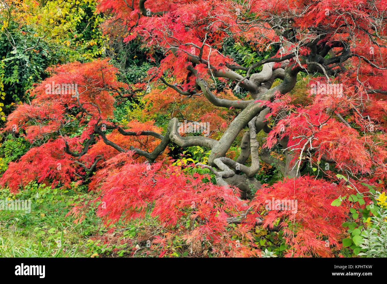 Japanische Threadleaf Ahorn (Acer palmatum var. dissectum) im Herbst Farbe. Pennsylvania, USA Stockfoto