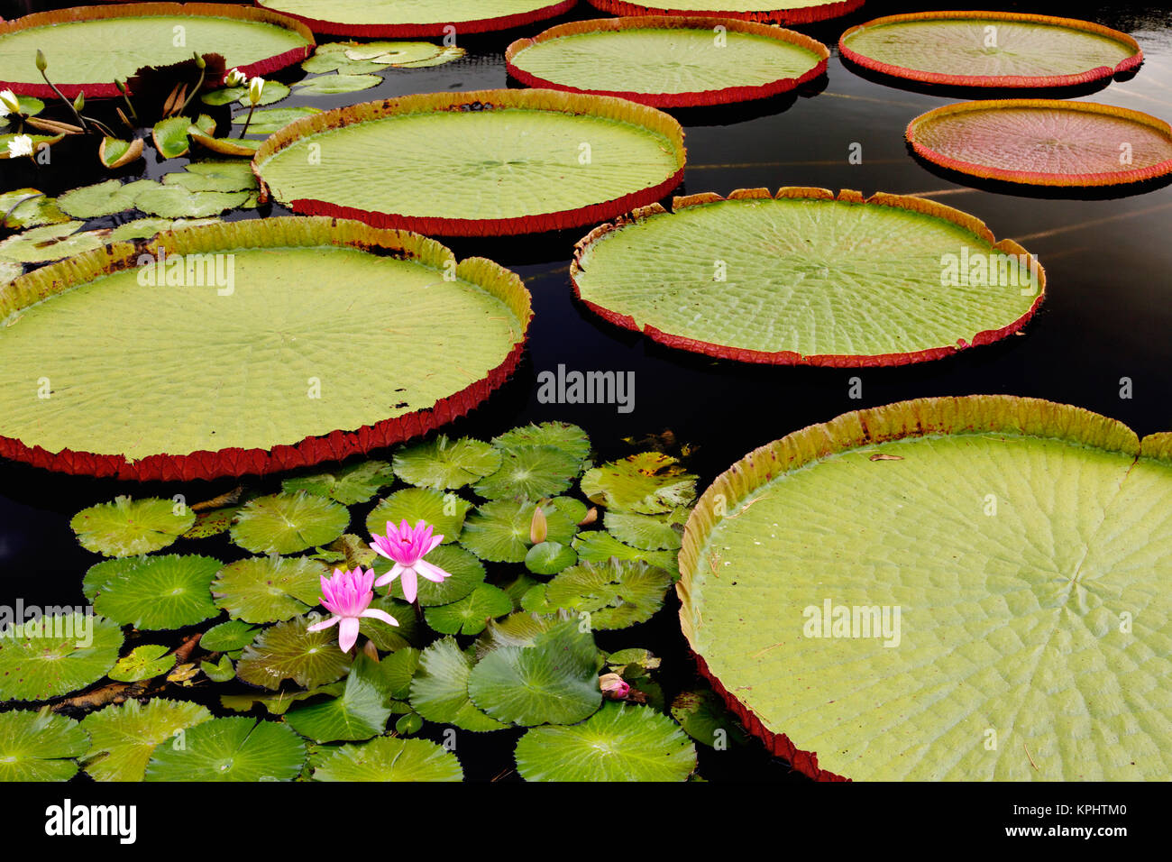 Seerose und Lily pad Teich, Longwood Gardens, PA Stockfoto