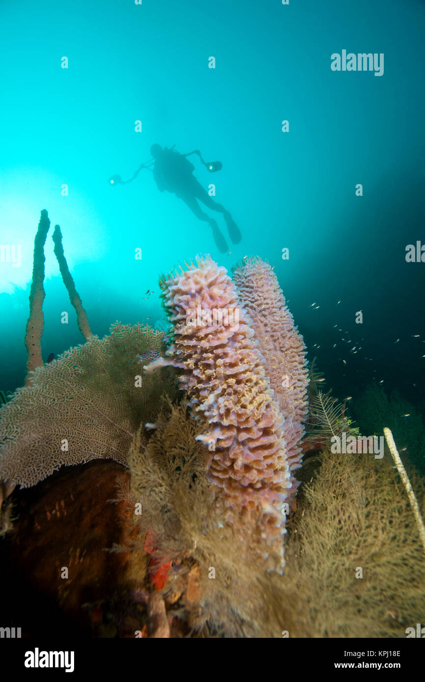 (MR) Diver and Irridescent glasigen Schwämme (Callyspongia plicifera), Utila, Bay Islands, Honduras, Zentralamerika Stockfoto