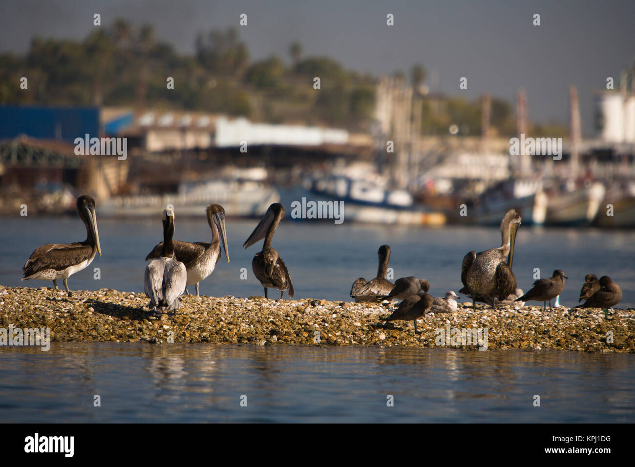 Waterfront Boat Tour, Mazatlan, Sinaloa, Mexiko Stockfoto