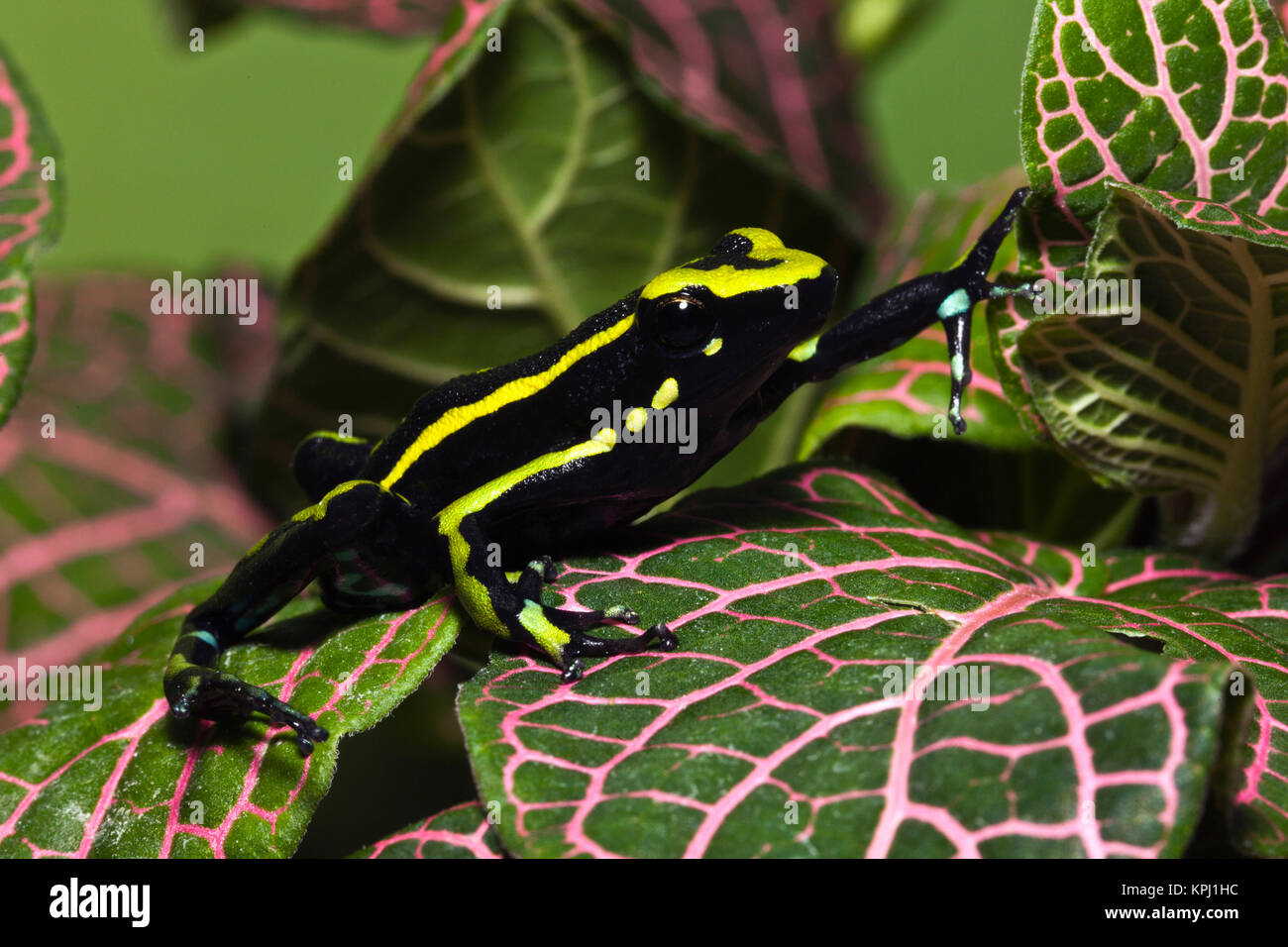 Drei Streifen Dart Frog (Ameerega trivittatus, ehemals Epipedobates trivittatus), Amazonasbecken Stockfoto