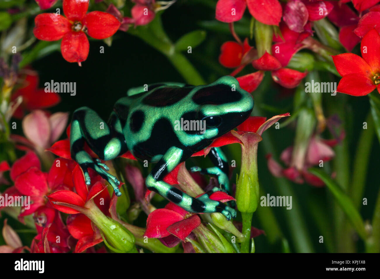 Grün und Schwarz Dart Frog, Dendrobates auratus, Costa Rica Stockfoto